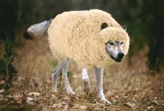 lobo em pele de ovelha